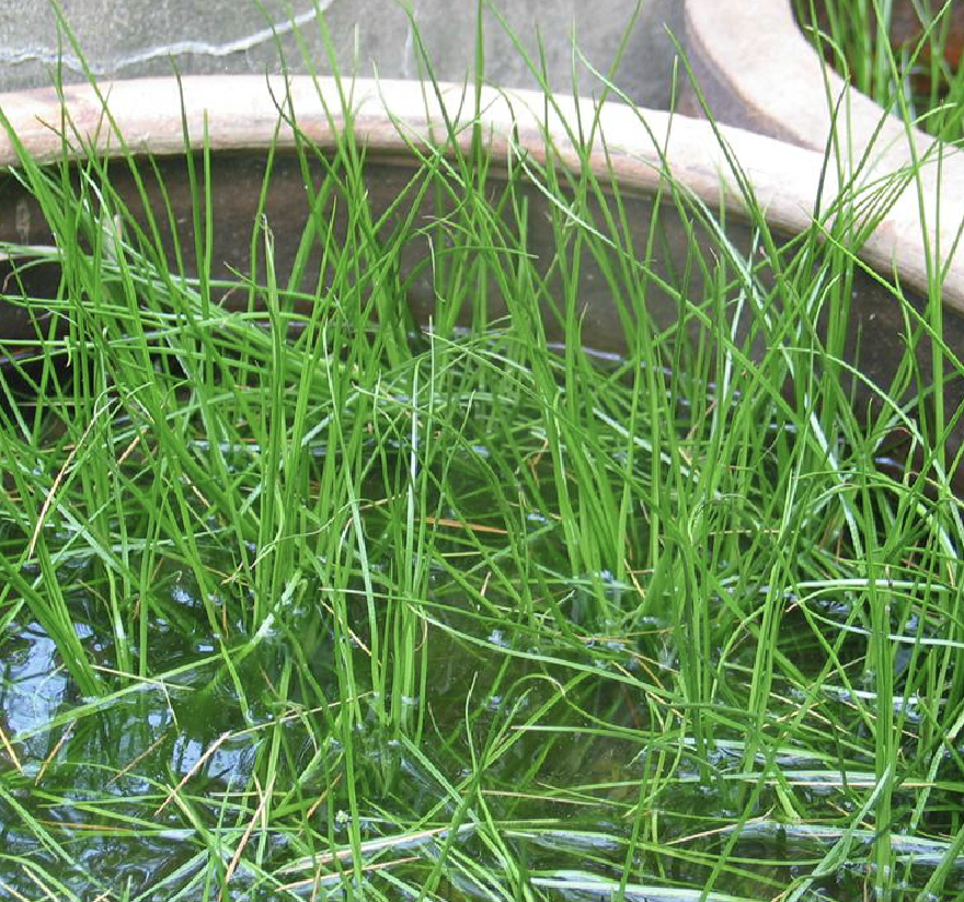  p>中华水韭(学名: i>isoetes sinensis  /i>palmer)是水韭科水韭属