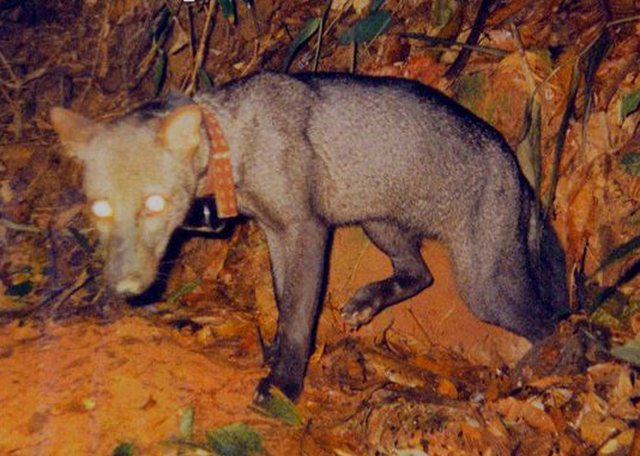  p>小耳犬(学名: i>atelocynus microtis /i>