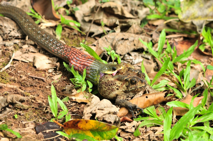  p>红脖颈槽蛇(学名: i>rhabdophis subminiatus /i>):为 a href="#">