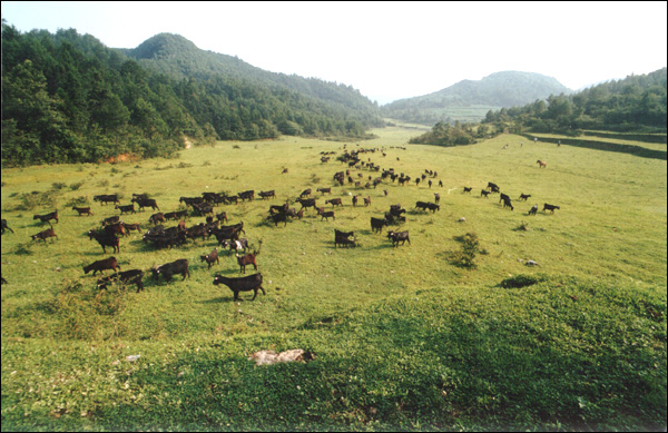  p data-id="gnwtk621t8">雨台山位于重庆市涪陵区城东12公里处,是一