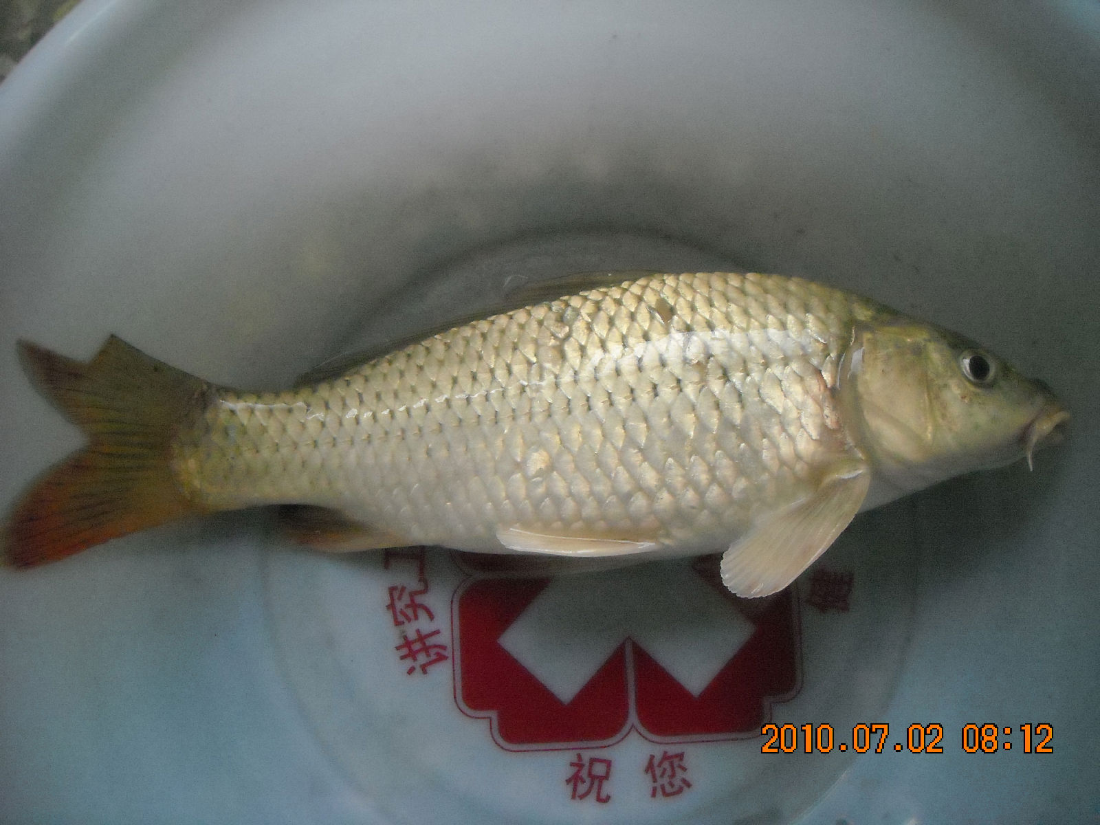  p>小鲤(学名: i>cyprinus /i> ( i>mesocyprinus /i>)  i>micristius