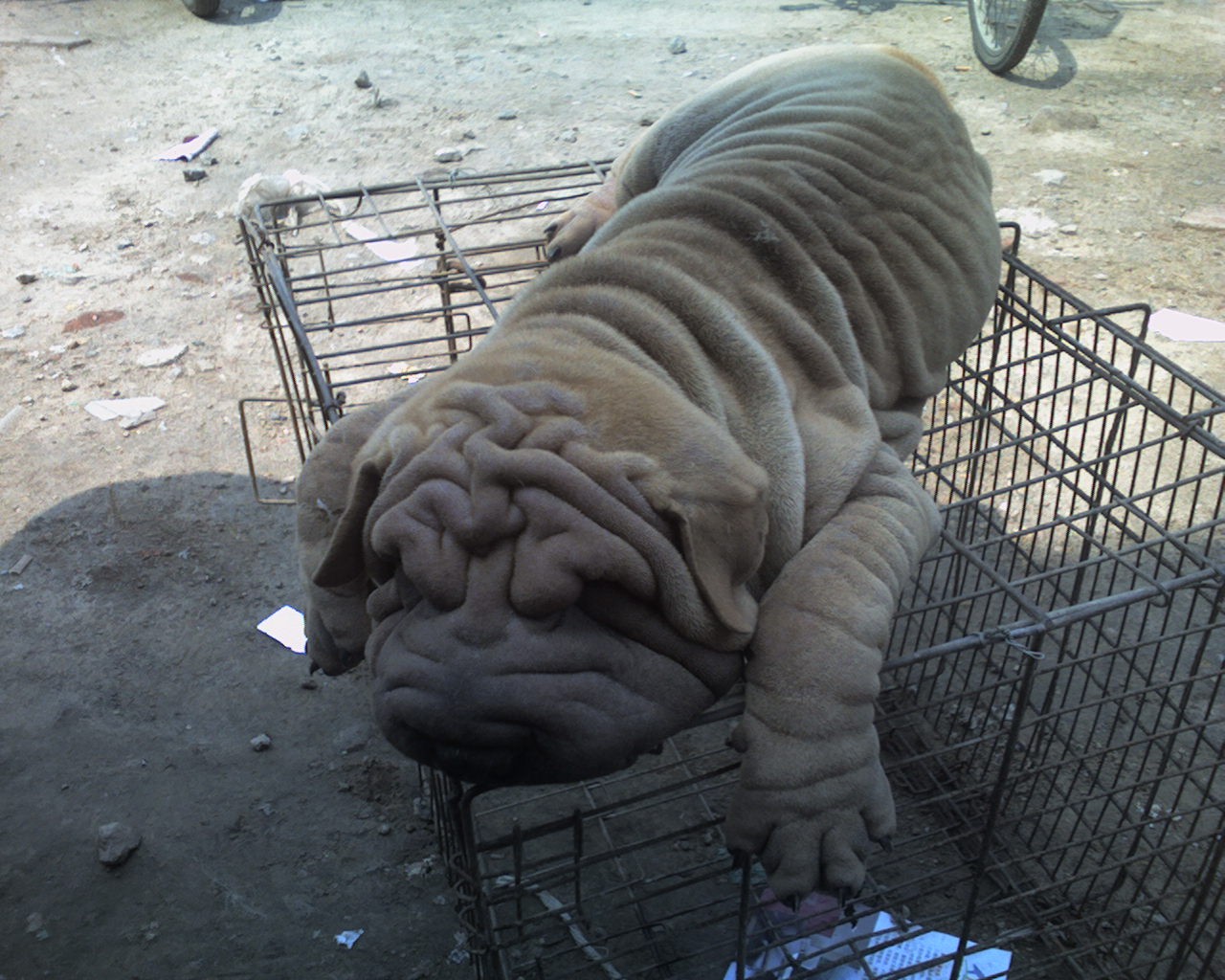 沙皮犬,英文名 sharpei,产于中国广东南海大沥镇一带,是世界名种斗狗