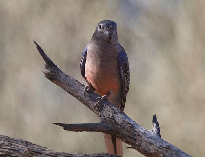  p>伯克氏鹦鹉(学名: i>neopsephotus bourkii /i>)是典型的 a href="