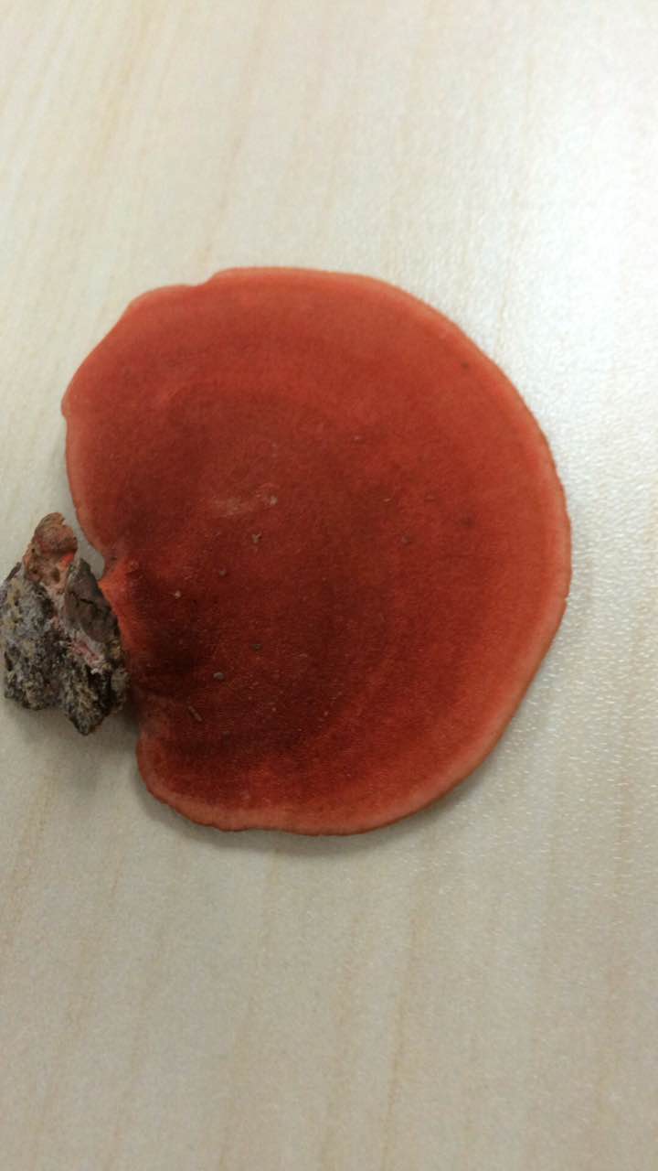 trametes palisoti (fr.) imaz.