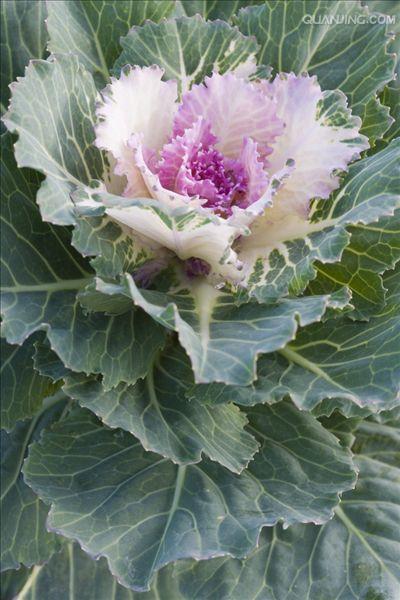  p>羽衣甘蓝(学名: i>brassica /i>  i>oleracea /i> var.