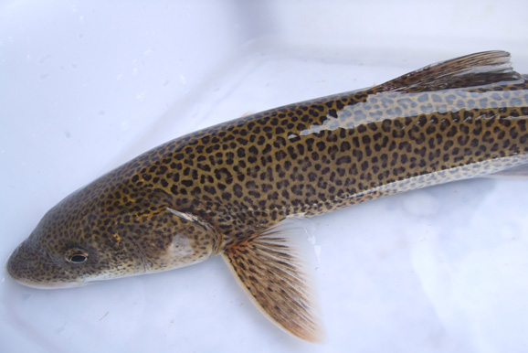  p>老虎鱼为 a target="_blank" href="/item/毒鲉科/10582938" data