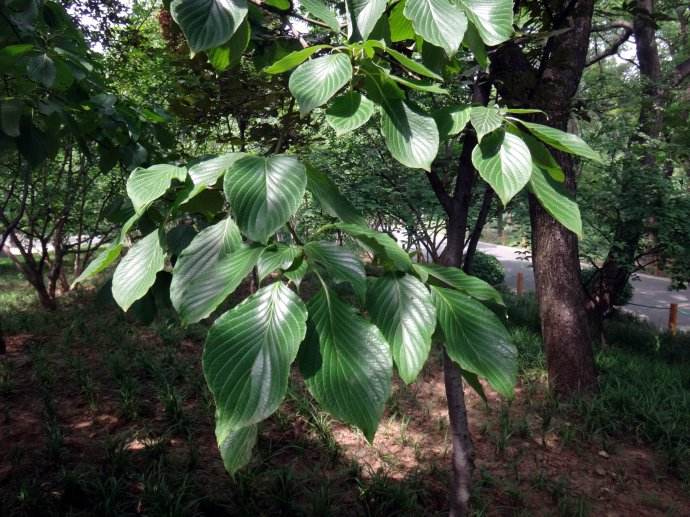  p> b>白背瑞木 /b>(学名: b> i>corylopsis multiflora /i> /b> b>