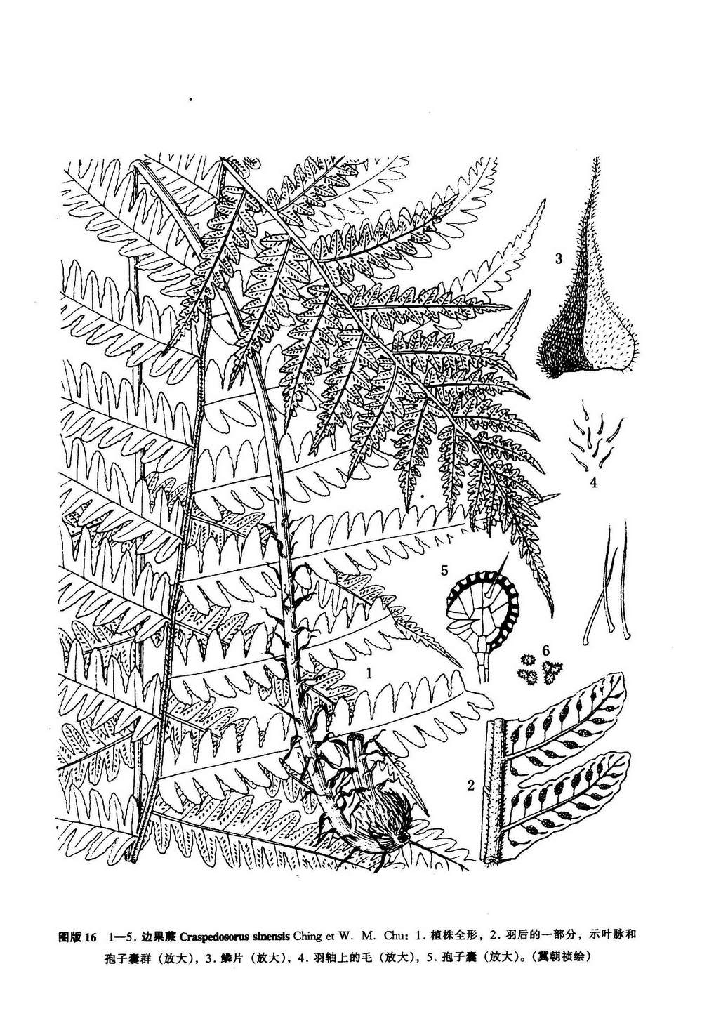 m. chu)是金星蕨科下一个属.
