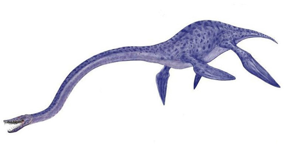  p>蛇颈龙是已灭绝的蛇颈龙属海生爬行类的统称,属双孔亚纲鳍龙目,是