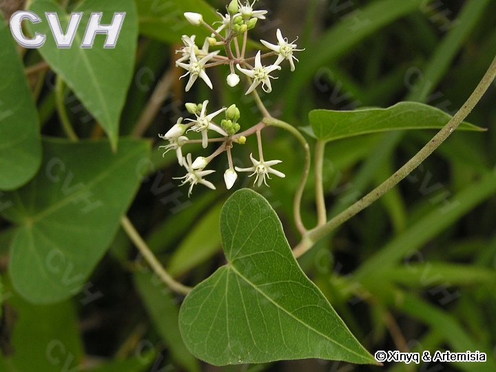  p>美翼杯冠藤,缠绕 a target="_blank" href="/item/藤本/10961785"