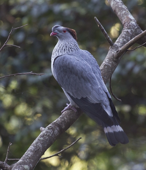 lopholaimus antarcticus