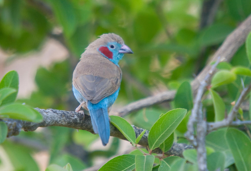  p>蓝饰雀为雀形目(passeriformes) a href="#" data-lemmaid="