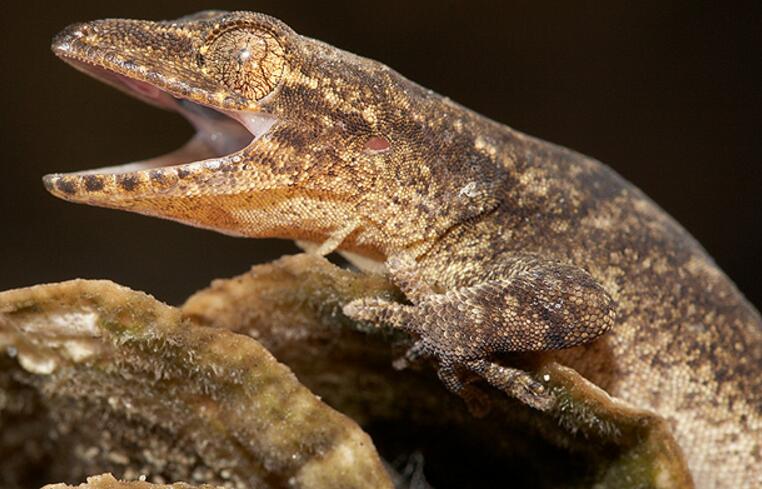  p>铅山壁虎为爬行动物.