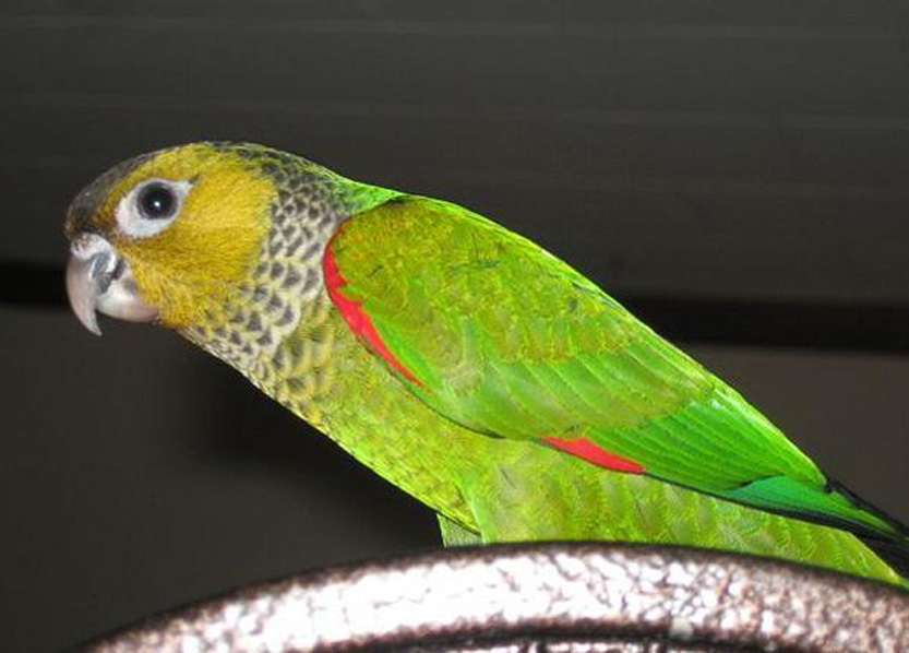  p>黑帽锥尾鹦鹉(学名:pyrrhura rupicola)是典型的 a href="#" data