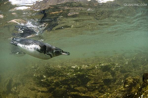 加拉帕戈斯企鹅