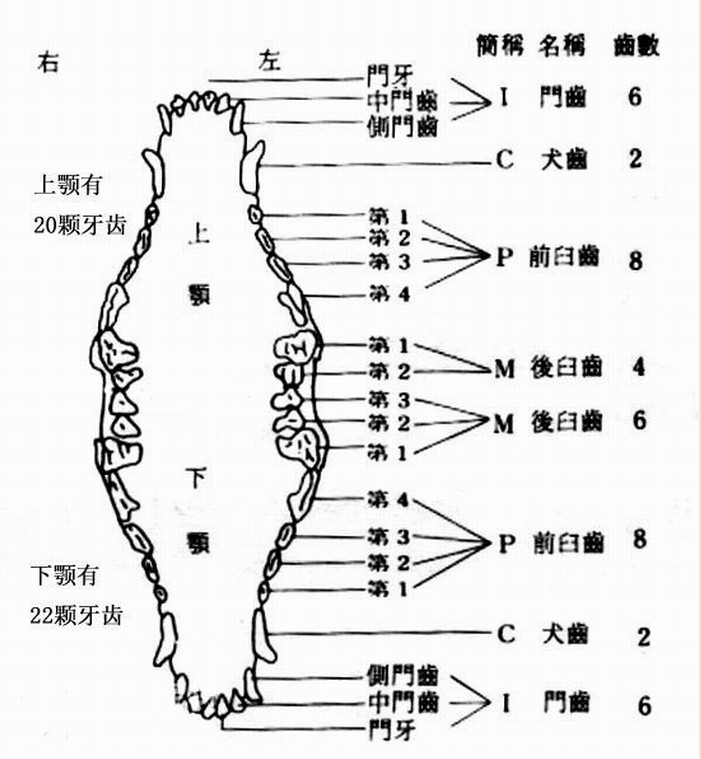 dentition formula
