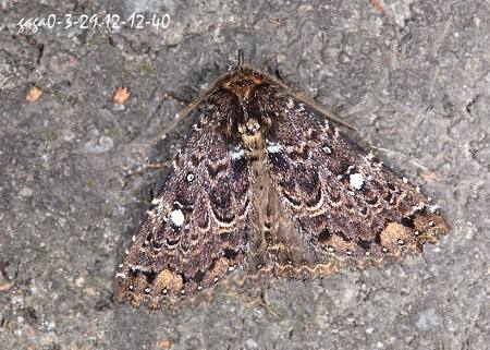  p>朋闪夜蛾,属裳夜蛾科,展翅50mm. /p>