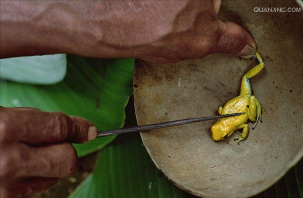 体长约3.5公分,在箭毒蛙家族中,属于大型的种类.