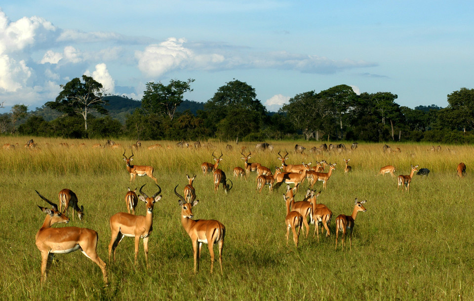  p>坦桑尼亚联合共和国(英文:the united republic of tanzania),简称