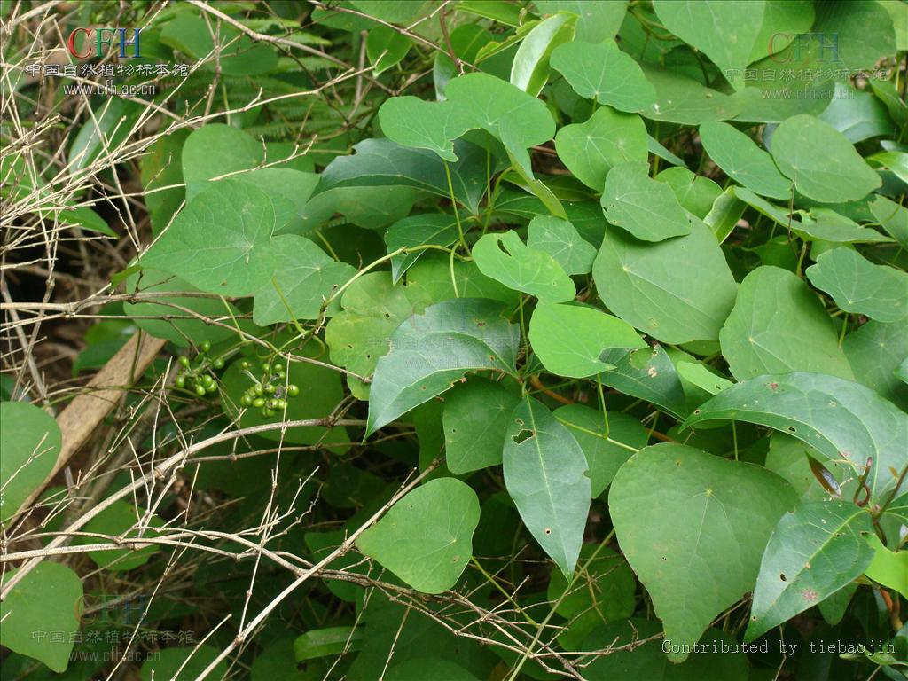  p>亦称"红藤",只有一属唯一种,生长在中国南方各省.