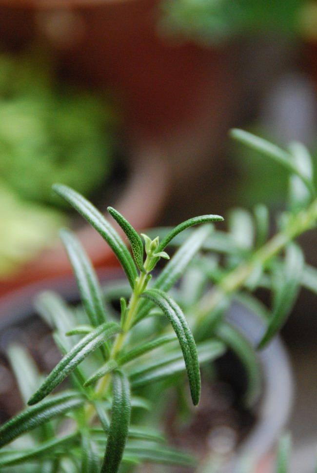  p>天竺葵(学名: i>pelargonium hortorum  /i>),别名 a target="