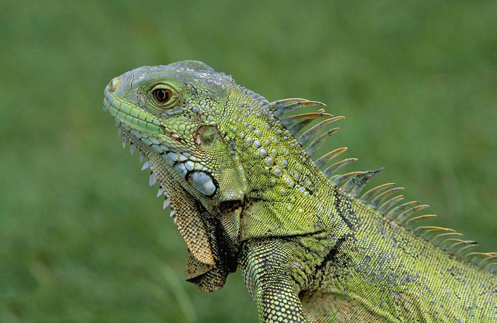  p>绿鬣蜥(学名: i>iguana iguana /i>)是美洲鬣蜥科,美洲鬣蜥属爬行