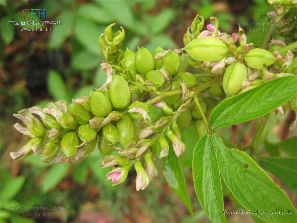 href="#" data-lemmaid="3672199">豆科 /a>植物,因只有一条主根,直