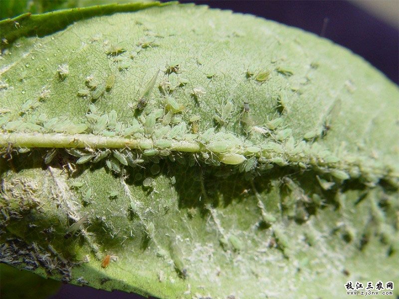  p data-id="gnbb1xcebt">桃粉蚜是害虫的一种,属同翅目,蚜科.