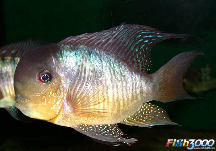  p>和尚鱼(geophagus balzanii):杂食性,体形圆润,个性温和接近于关刀