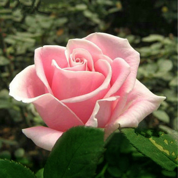  p>贝拉米,玫瑰花品种,花浅粉红色,初放时高心卷边,后易呈抱心状 /p>