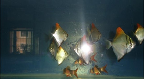 黄鳍鲳