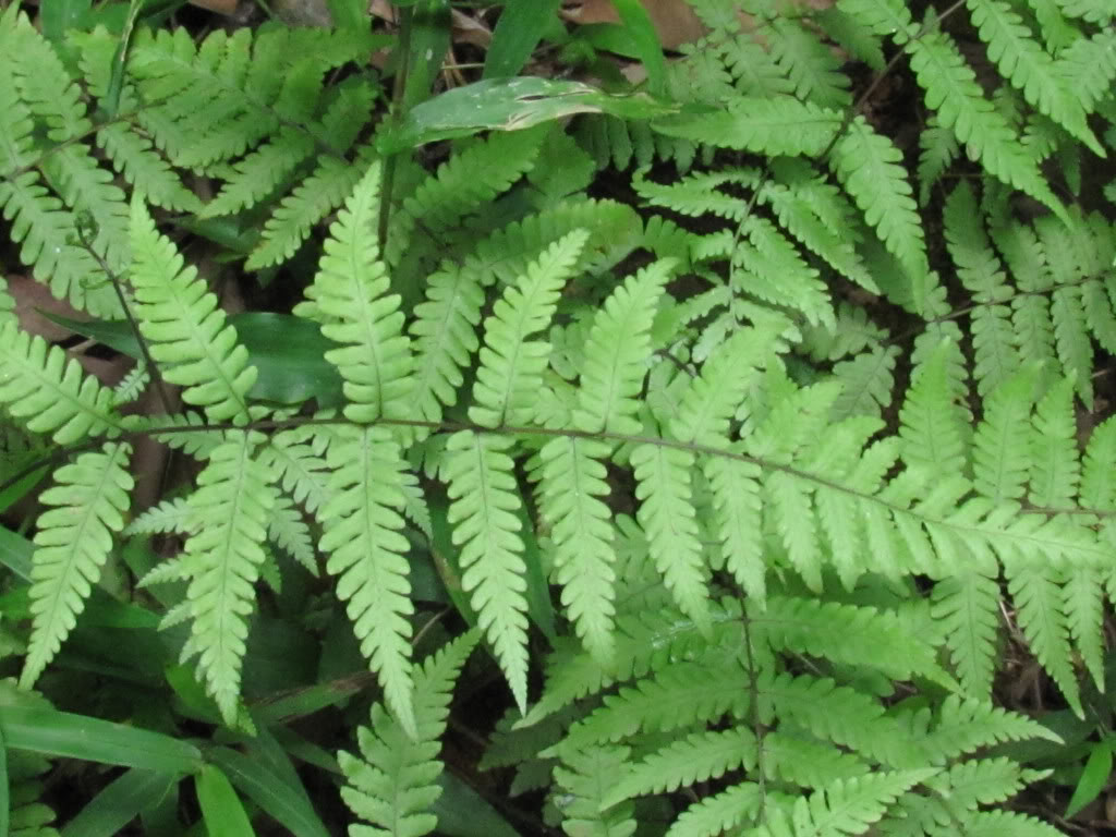 parathelypteris chinensis ching ex shing