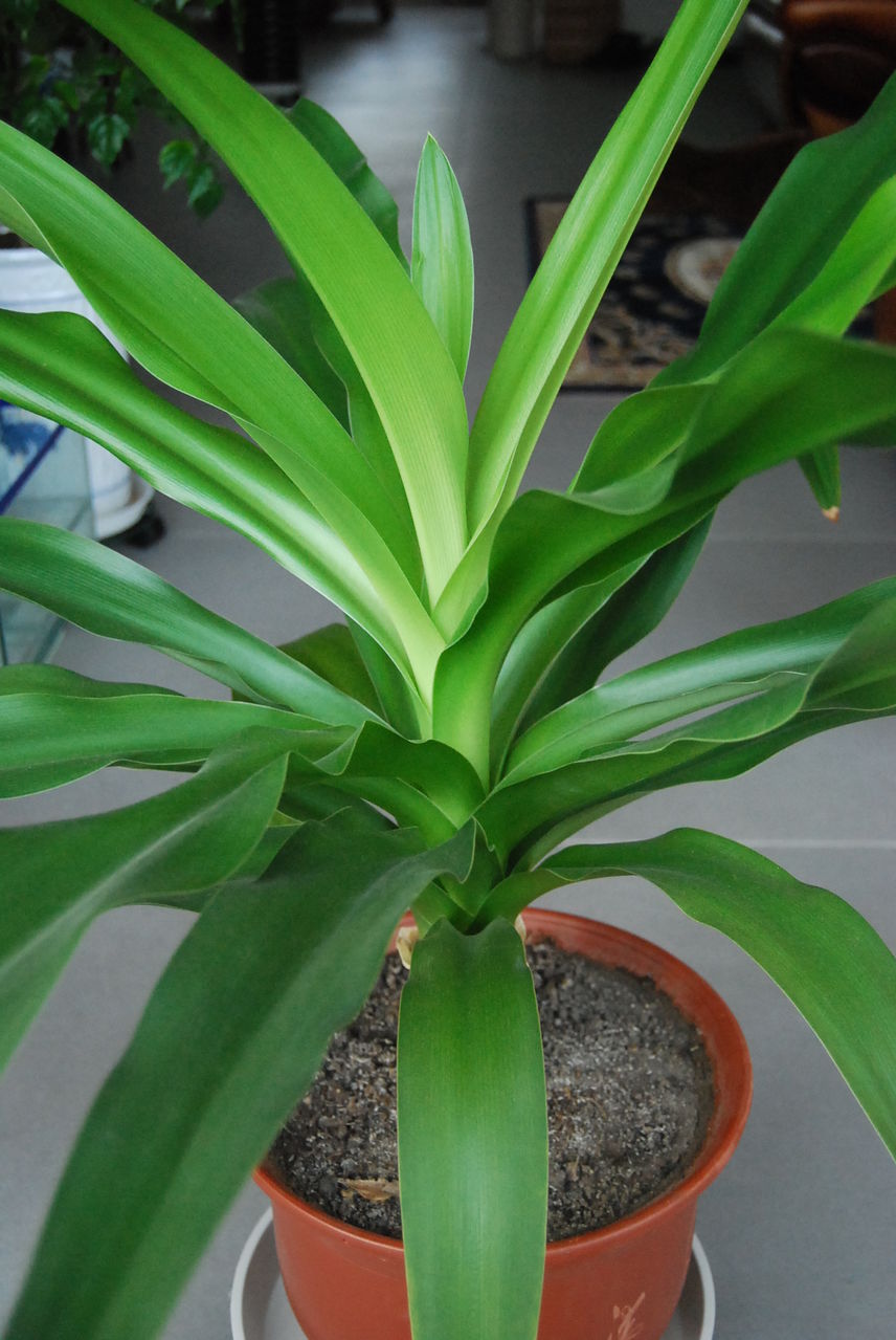  p data-id="tb840iexlmfj">香殊兰是石蒜科文殊兰属多年生球根花卉.