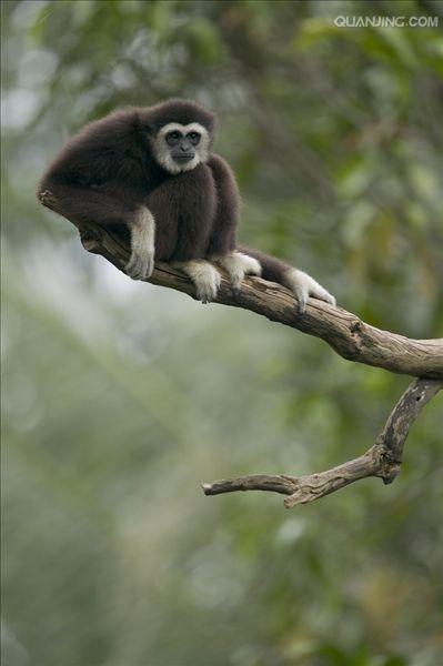  p>白掌长臂猿(学名: i>hylobates lar /i>),灵长目长臂猿科动物.