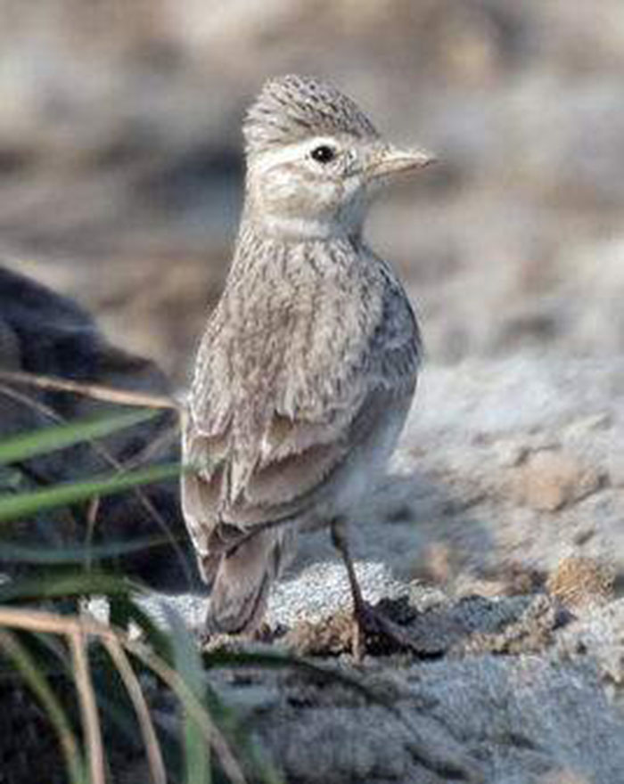  p> b>恒河沙百灵 /b>(学名: i>calandrella raytal /i>),是百灵科短