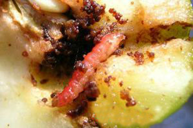  p>李小食心虫, i>grapholitha funebrana /i> treitscheke,为 a href