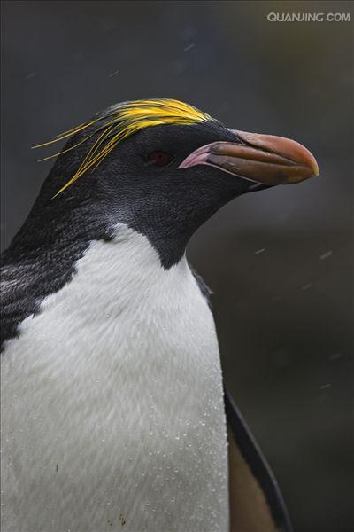 角企鹅属(eudyptes)