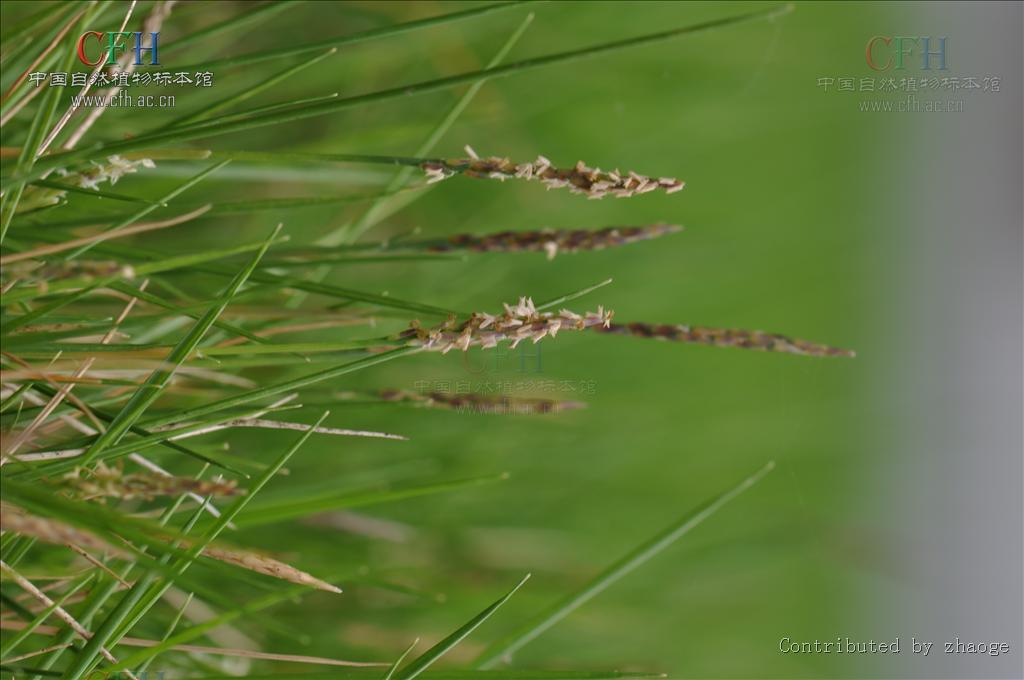  p>细叶结缕草(学名: i>zoysia tenuifolia /i>  willd. ex trin.