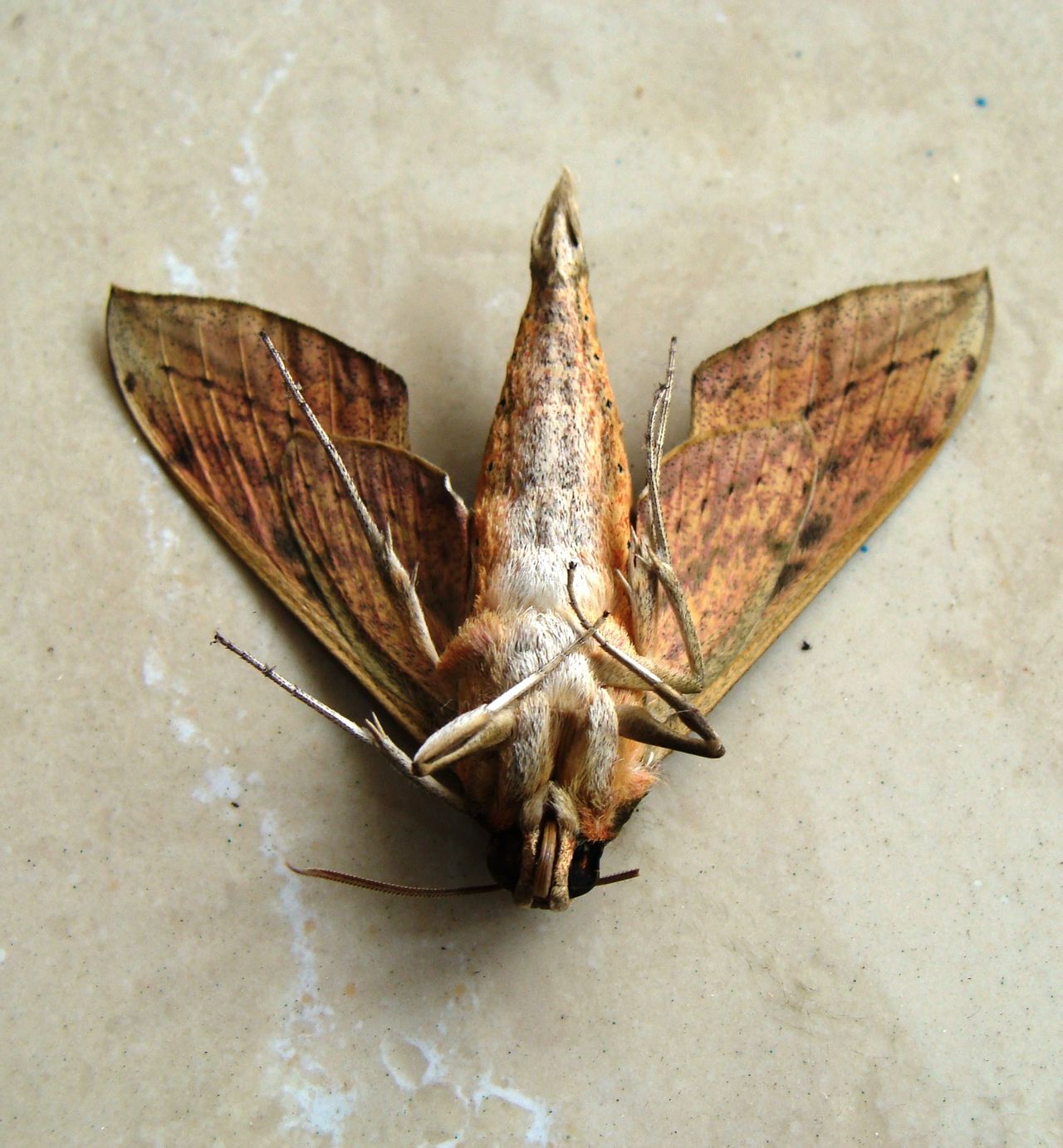 ">天蛾科 /a> a target="_blank" href="/item/背线天蛾属/8595192" d