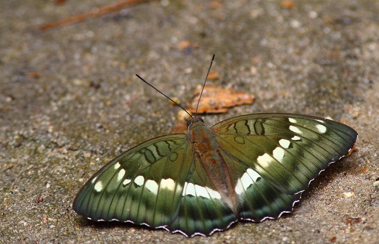 papilio arcturus