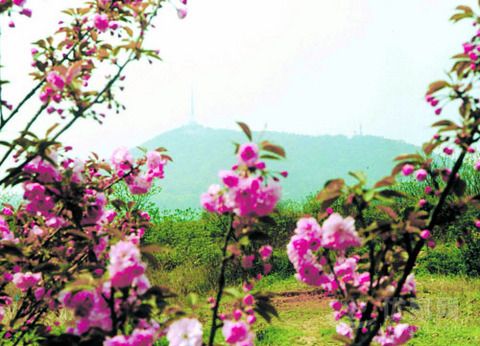  p>蜀山春晓位于安徽省蜀山区西部合肥西郊9公里,海拔284米,总占地