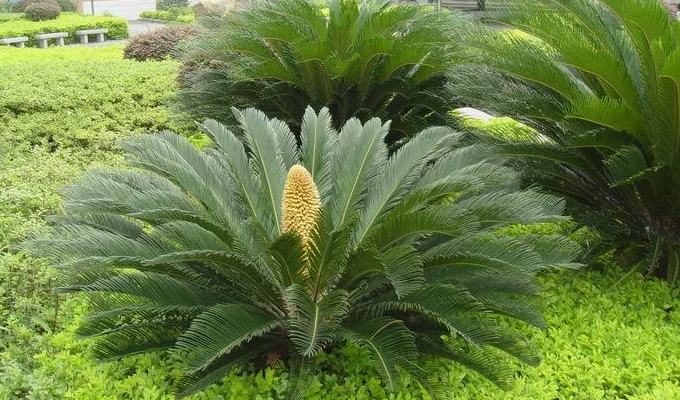  p>苏铁属(拉丁文: i>cycas linn /i>.