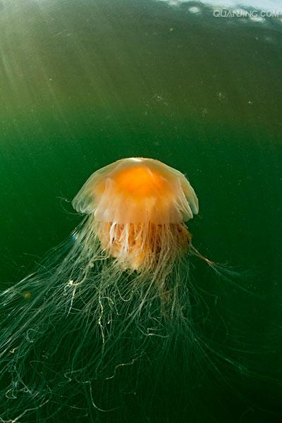  p>狮鬃水母是世界上体型最大的 a href="#" data-lemmaid="1961">