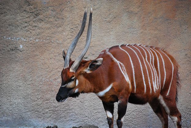 i>)是体型最大的林栖性 a target="_blank" href="/item/羚羊/19414"