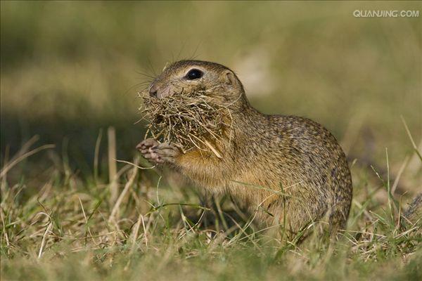 的一种地栖 a href="#" data-lemmaid="6334061">啮齿类 /a>哺乳动物