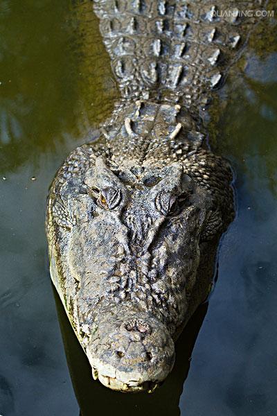 p>湾鳄(学名: i>crocodylus porosus /i>)是鳄科,鳄属的一种鳄鱼.