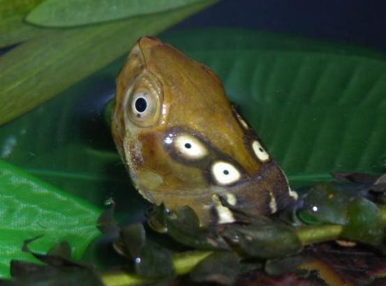  p>四眼斑水龟(学名: i>sacalia quadriocellata /i>)是龟科,眼斑水龟