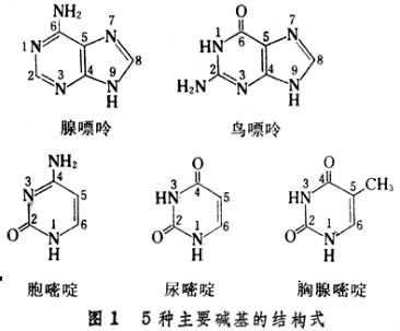 碱基高中生物(高中生物碱基有几种)  第2张