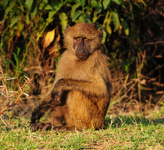  p>几内亚狒狒(学名: i>papio papio /i>):在同属中是体型较小的 a