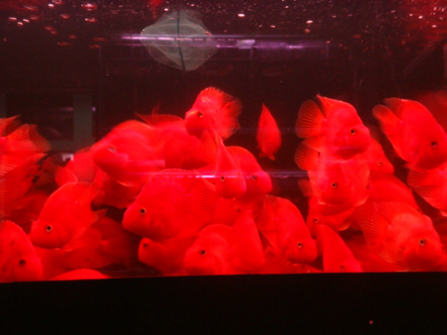 红鹦鹉鱼